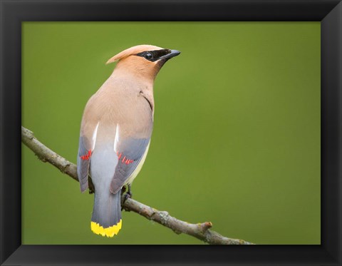 Framed Cedar Waxwing On A Perch Print