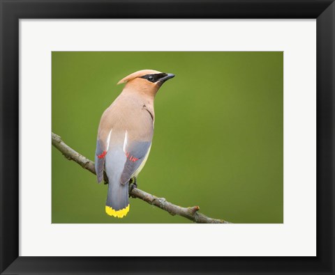 Framed Cedar Waxwing On A Perch Print