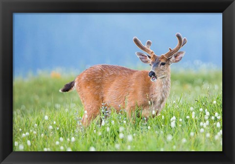 Framed Black-Tailed Buck In Velvet Feeds On Subalpine Wildflowers Print