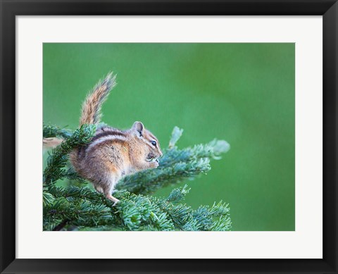 Framed Chipmunk Feeds On New Growth Of Subalpine Fur Needles Print