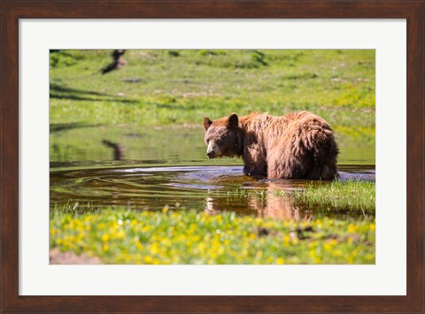 Framed American Black Bear Takes A Cool Bath Near Mystic Lake Print