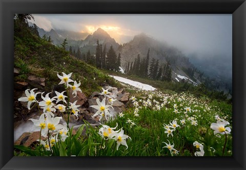 Framed Avalanche Lilies Along A Small Stream Below Plummer Peak Print