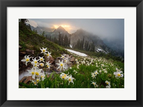 Framed Avalanche Lilies Along A Small Stream Below Plummer Peak Print