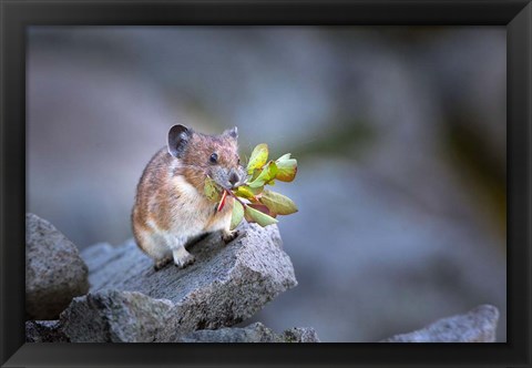 Framed Hardworking Pika Bringing In The Harvest Print