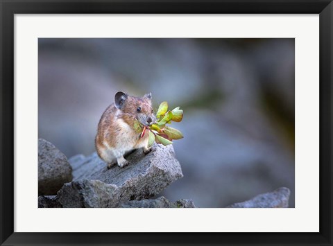 Framed Hardworking Pika Bringing In The Harvest Print