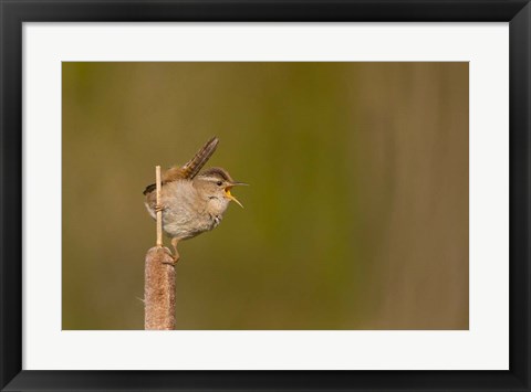 Framed Wren Sings From A Cattail In A Marsh On Lake Washington Print