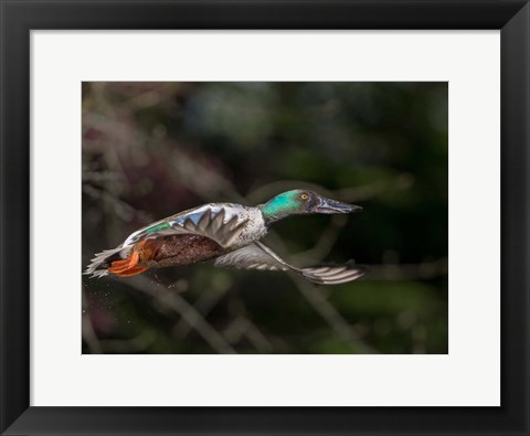 Framed Northern Shoveler In Flight Print