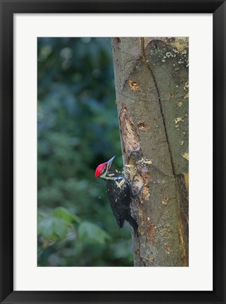 Framed Pileated Woodpecker Holing Out A Nest Print