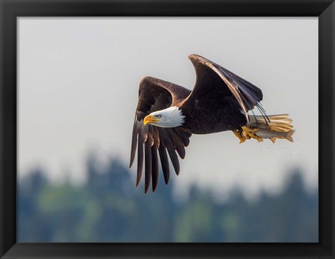 Framed Bald Eagle In Flight With Fish Over Lake Sammamish Print