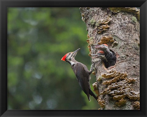 Framed Pileated Woodpecker With Begging Chicks Print