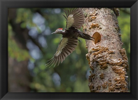 Framed Female Pileated Woodpecker Flies From Nest In Alder Snag Print