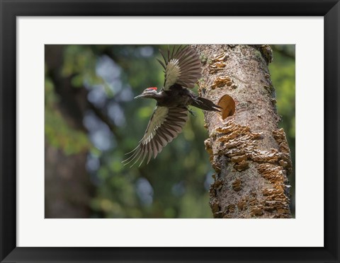 Framed Female Pileated Woodpecker Flies From Nest In Alder Snag Print