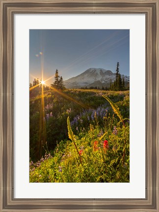 Framed Sunset At Mazama Ridge, Washington Print