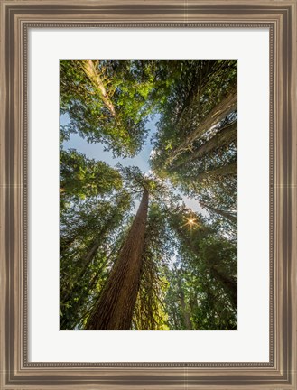 Framed Tall Conifers At The  Grove Of The Patriarchs, Mt Rainier National Park Print