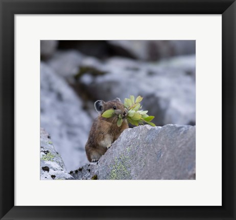 Framed American Pika Collecting Leaves Print