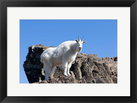 Framed Mountain Goat Climbing Rocks Print