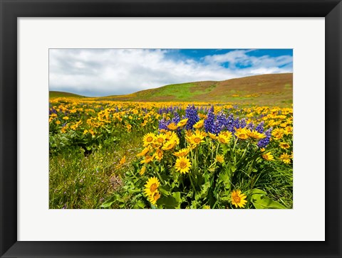 Framed Spring Wildflowers Cover The Meadows At Columbia Hills State Park Print