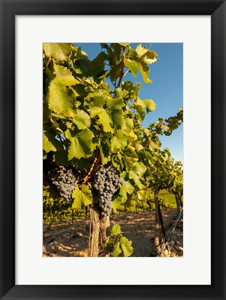 Framed Horse Heaven Hills Vineyard Print