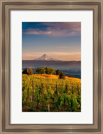 Framed Mt Hood From A Vineyard Print