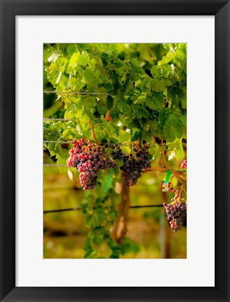 Framed Grenache Block In A Vineyard Print