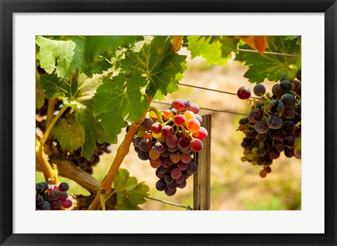 Framed Merlot Grapes In A Vineyard Print