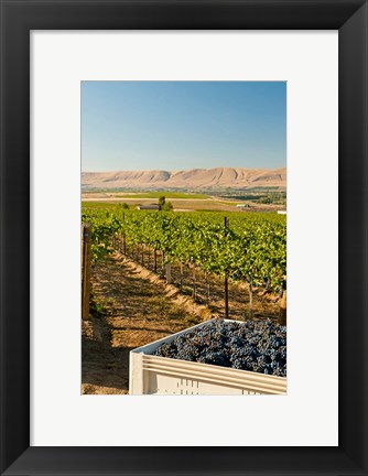 Framed Bin Of Cabernet Sauvignon Grapes At Harvest Print