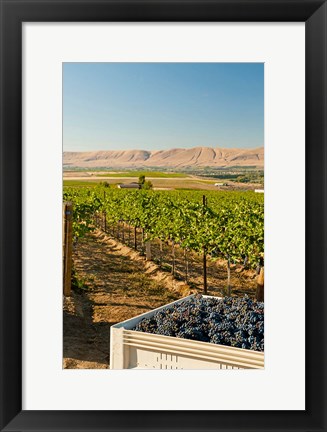 Framed Bin Of Cabernet Sauvignon Grapes At Harvest Print