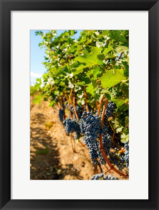 Framed Vineyard Grapes Near Harvest Print