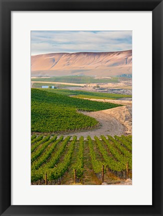 Framed Dusk On A Vineyard Print