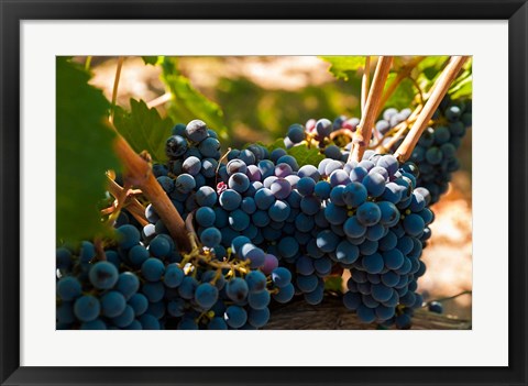 Framed Petit Verdot Grapes From A Vineyard Print