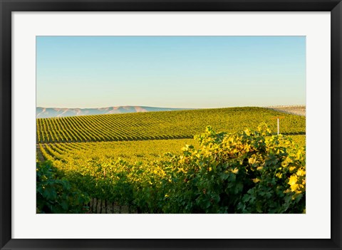 Framed Vineyard At Royal Slope, Washington State Print