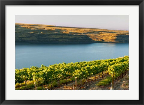 Framed Vineyard Overlooking The Columbia River Print