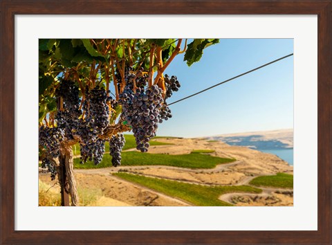 Framed Merlot Grapes Hanging In A Vineyard Print