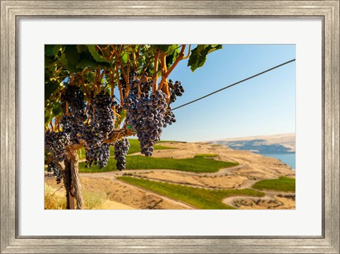 Framed Merlot Grapes Hanging In A Vineyard Print