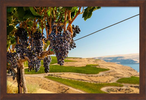 Framed Merlot Grapes Hanging In A Vineyard Print