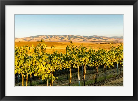 Framed Blue Mountains Overlook A Vineyard, Washington State Print