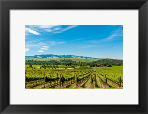 Framed Vineyard Landscape In Walla Walla Print