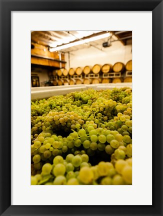 Framed Bin Of Chardonnay Grapes Awaits Beind Crushed Print