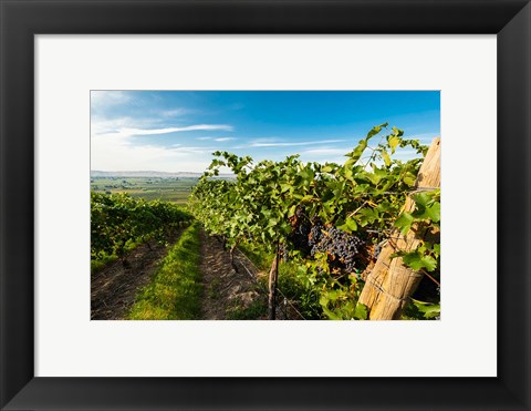 Framed Grenache Grapes From A Vineyard Print