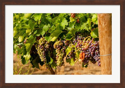 Framed Wine Grapes In Veraison In A Vineyard Print