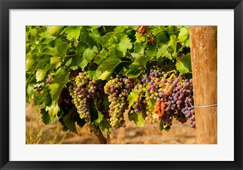 Framed Wine Grapes In Veraison In A Vineyard Print