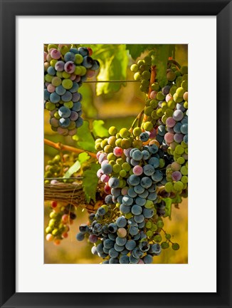 Framed Cabernet Franc Block In Harvest Print