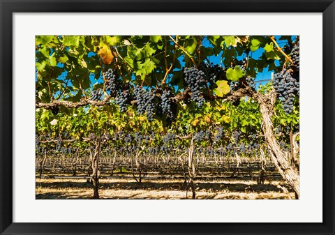 Framed Petit Verdata Block In Red Mountain At Harvest Print