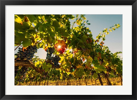 Framed Sunburt On Petit Verdata Print