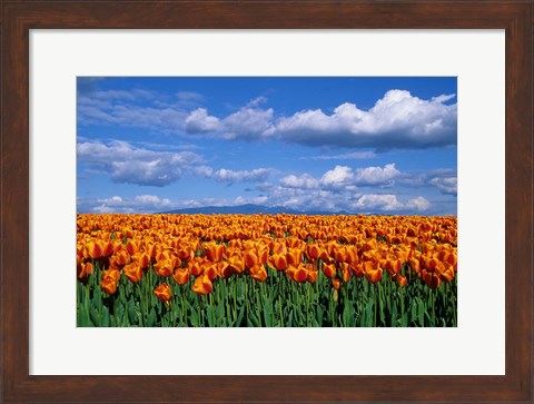 Framed Orange Tulips In Skagit Valley, Washington State Print