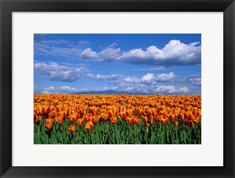 Framed Orange Tulips In Skagit Valley, Washington State Print