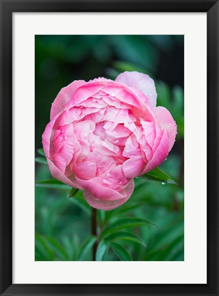 Framed Close-Up Of A Pink Garden Peony Print