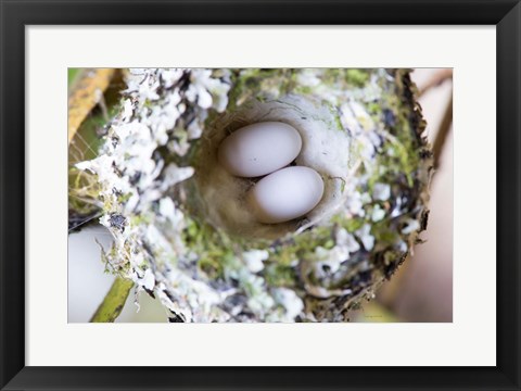 Framed Rufous Hummingbird Nest With Eggs Print