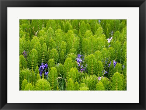 Framed Horsetail, Wild Hyacinth, And Grays Harbor Print