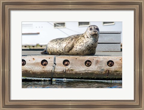 Framed Harbor Seal  Out On A Dock Print